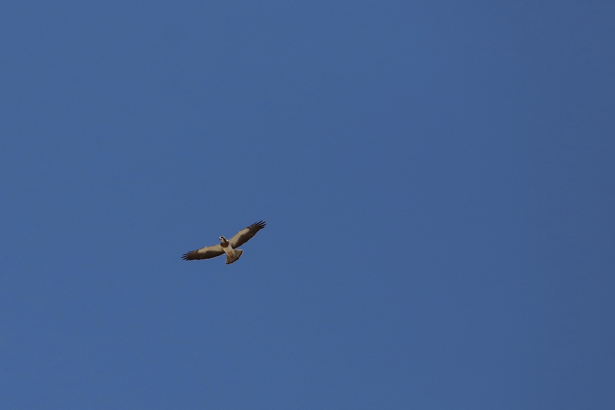 Swainson's Hawk - ML471819601