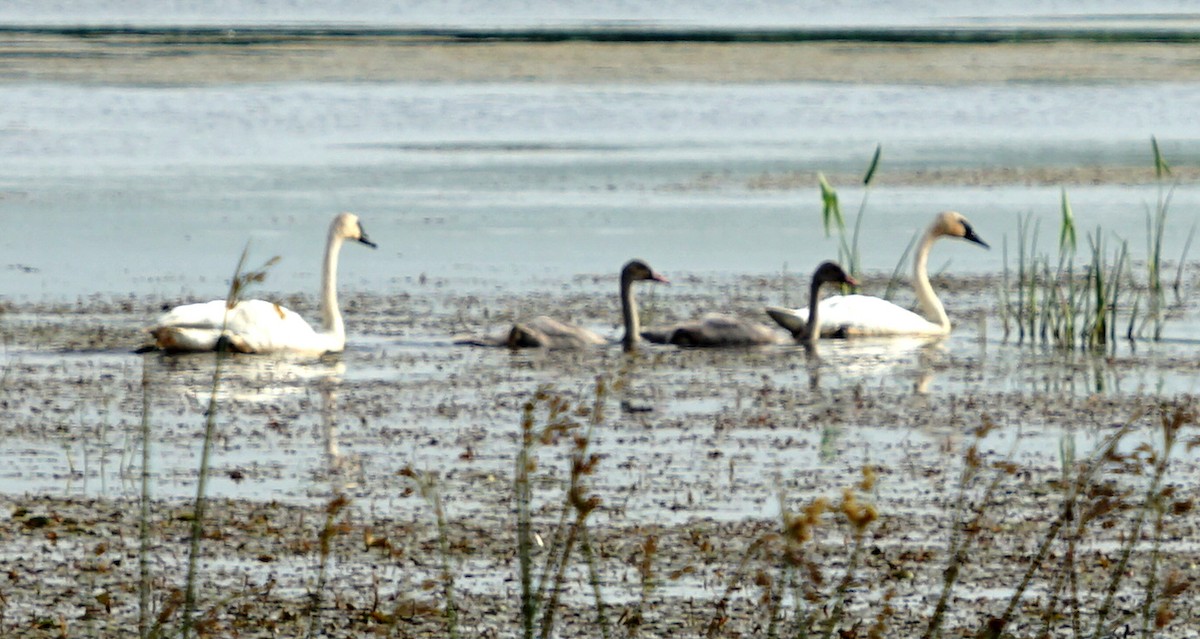 Trumpeter Swan - ML471822331