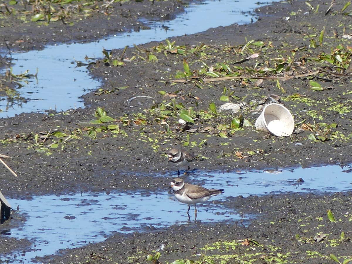 Semipalmated Plover - ML471822831