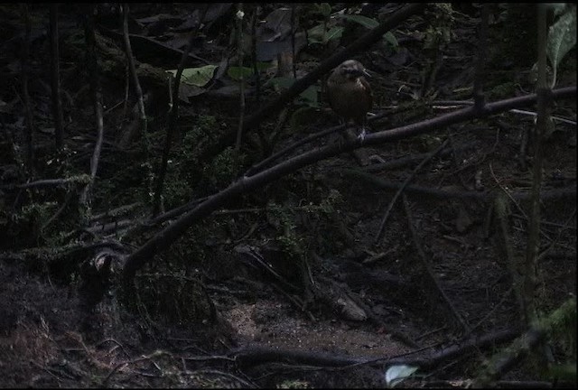 Carola's Parotia - ML471827