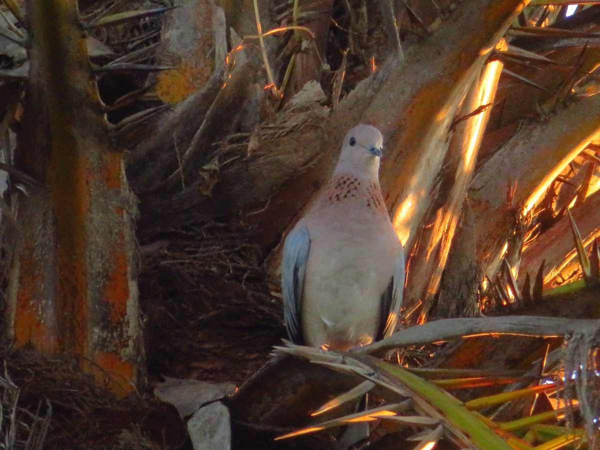 Laughing Dove - ML471827191
