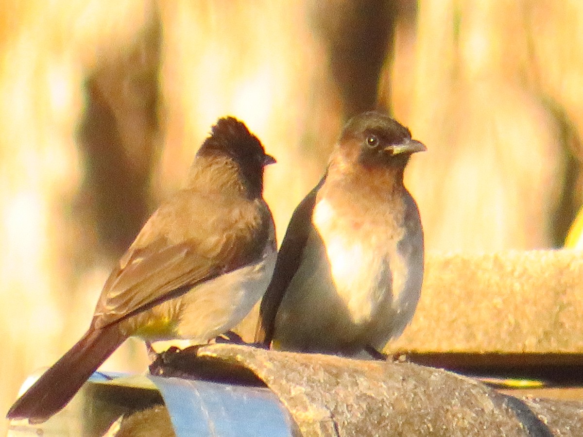 Common Bulbul - ML471827401