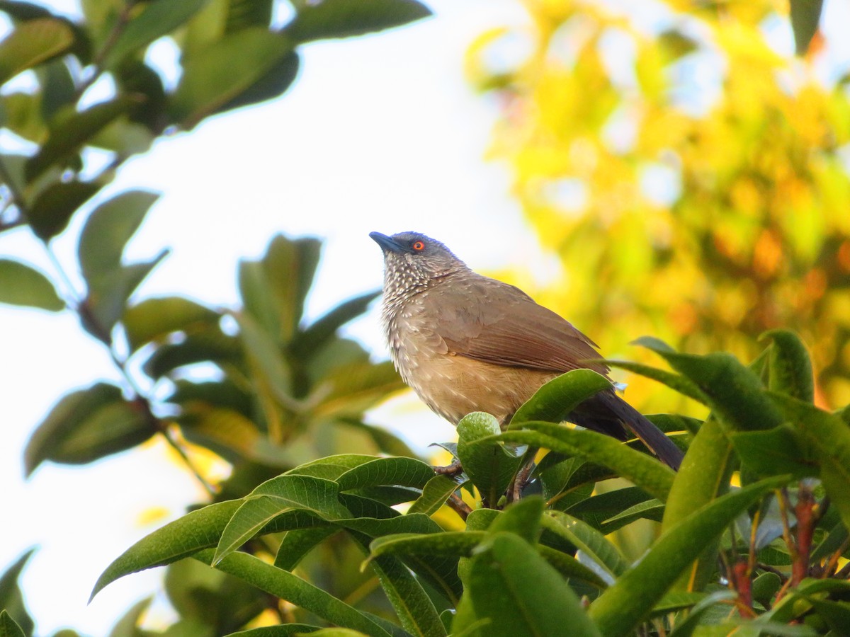 Arrow-marked Babbler - G L