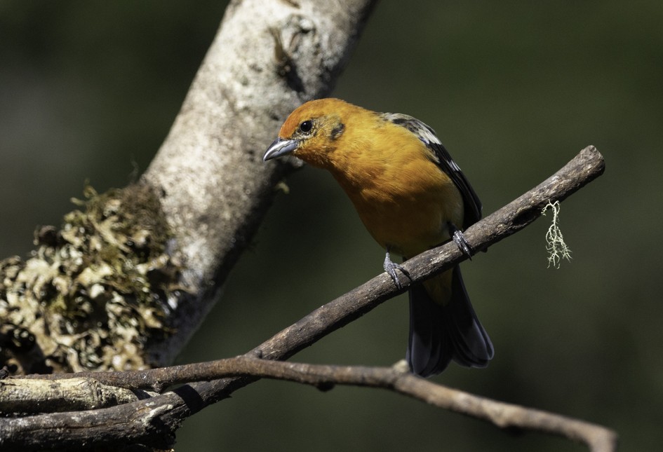 Flame-colored Tanager - ML471827971