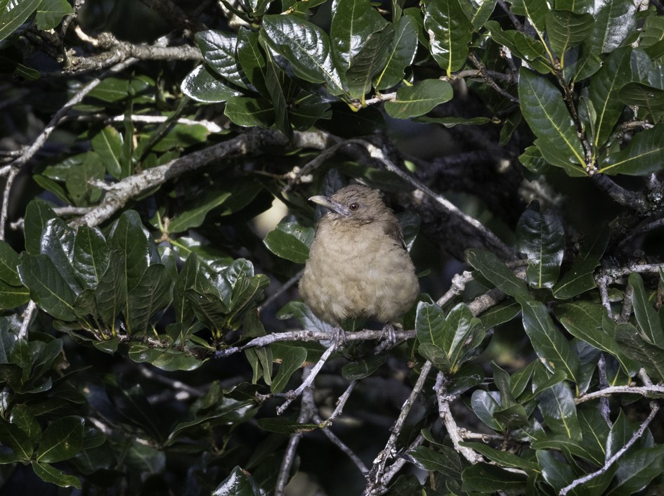 Mountain Thrush - ML471828091