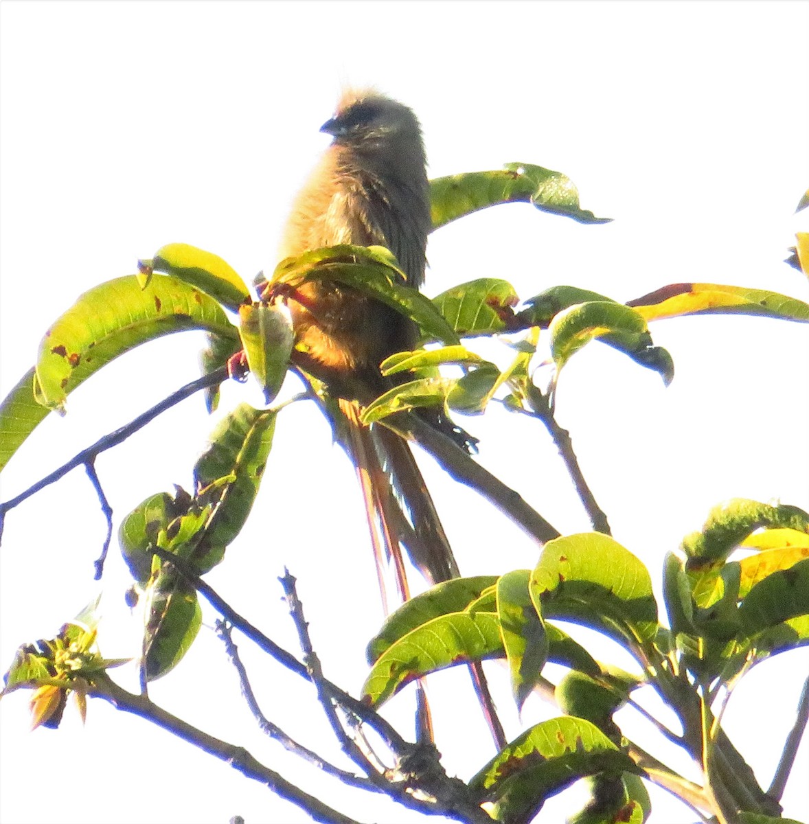 Speckled Mousebird - ML471830191