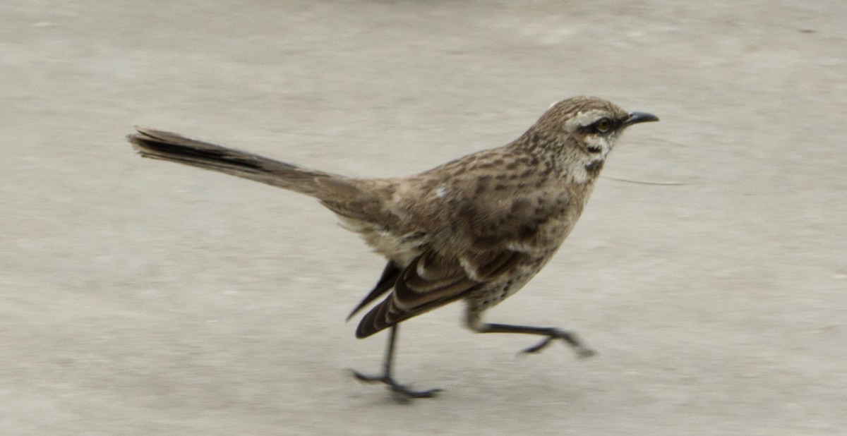 Long-tailed Mockingbird - ML471830441