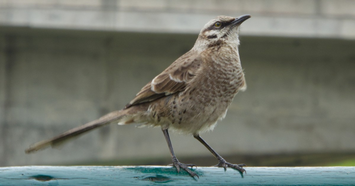 Long-tailed Mockingbird - ML471830491