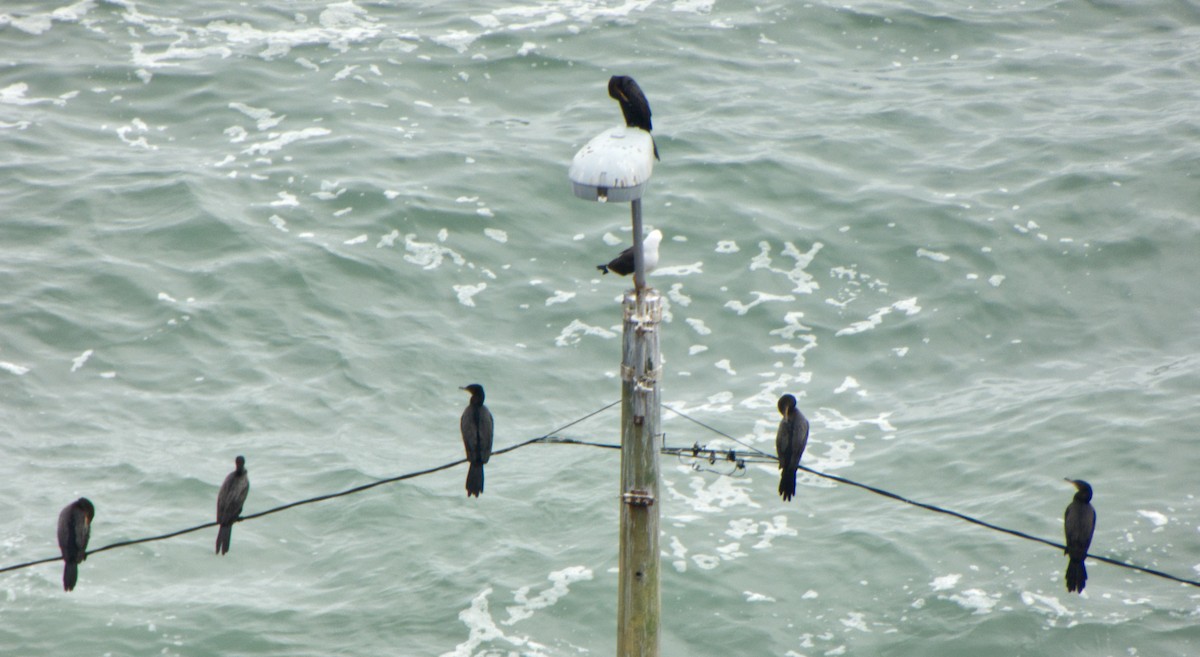 Neotropic Cormorant - ML471830571