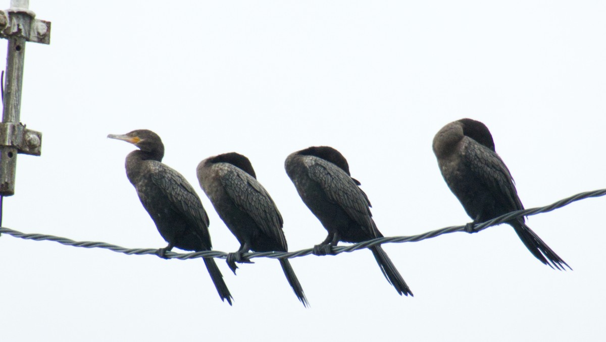 Neotropic Cormorant - ML471830611