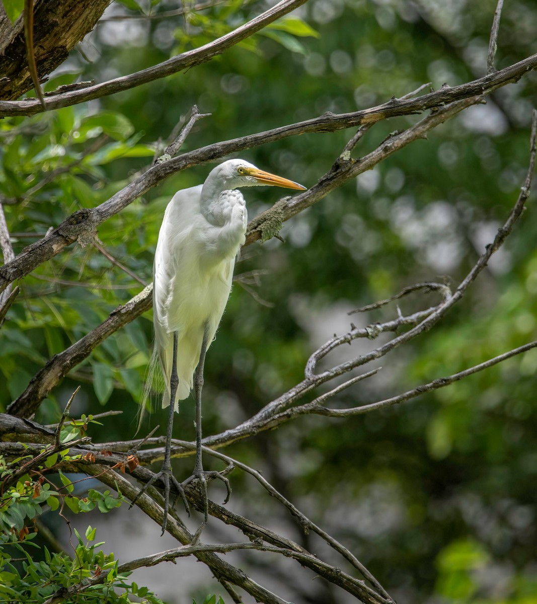 Great Egret - ML471831701