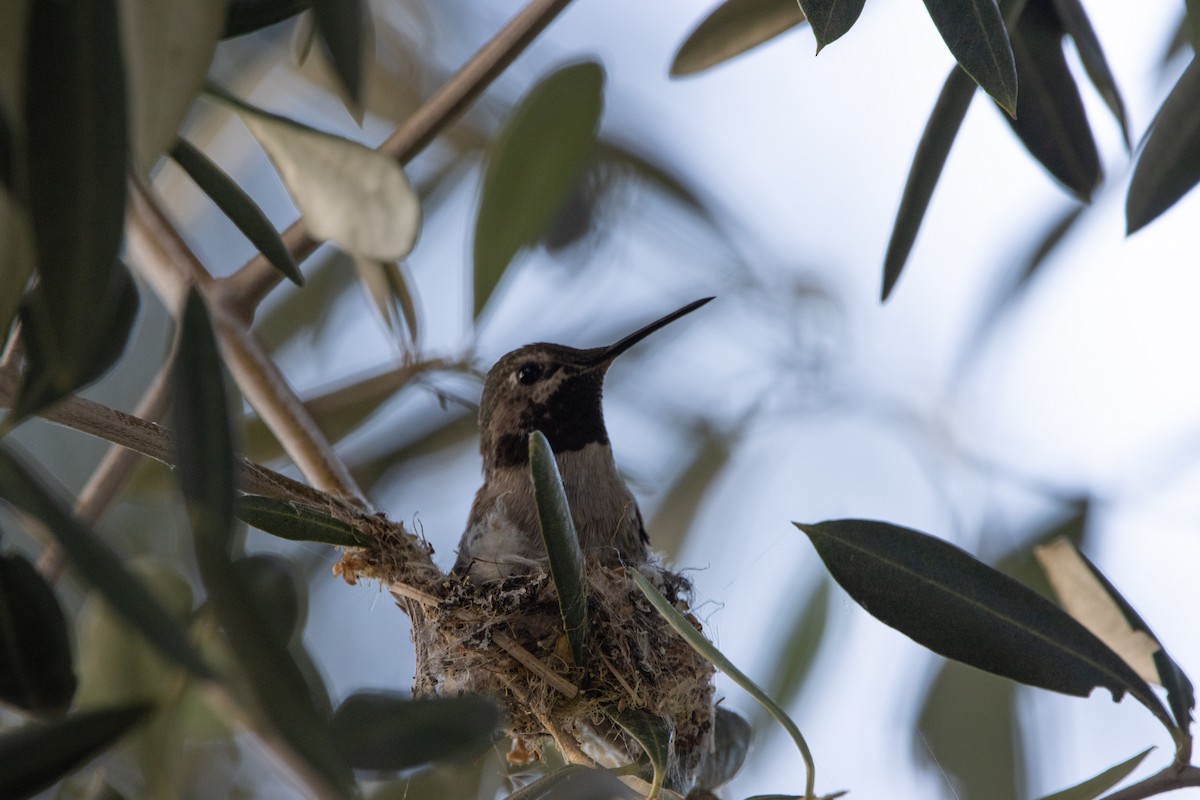 Anna's Hummingbird - ML471831771