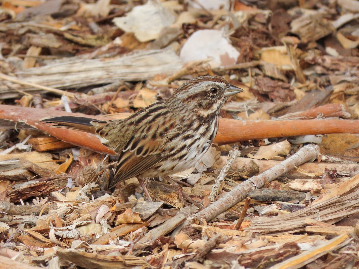 Song Sparrow - ML471832501