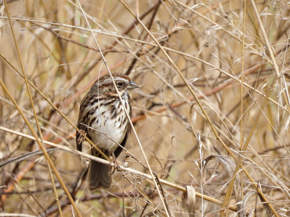 Song Sparrow - ML471832531