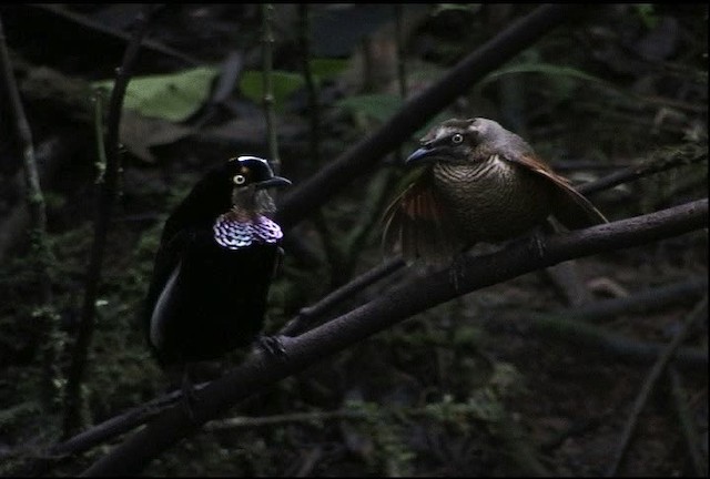 Carola's Parotia - ML471833