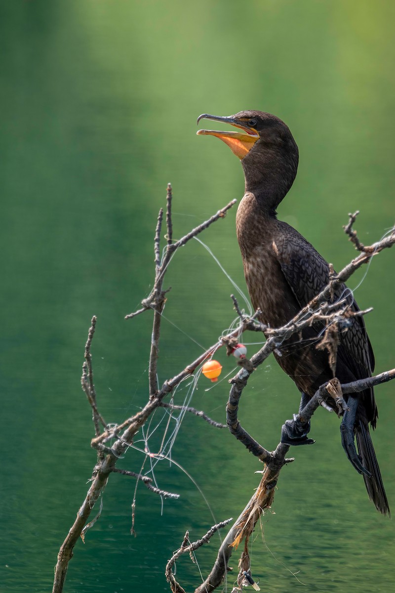 Double-crested Cormorant - ML471833621