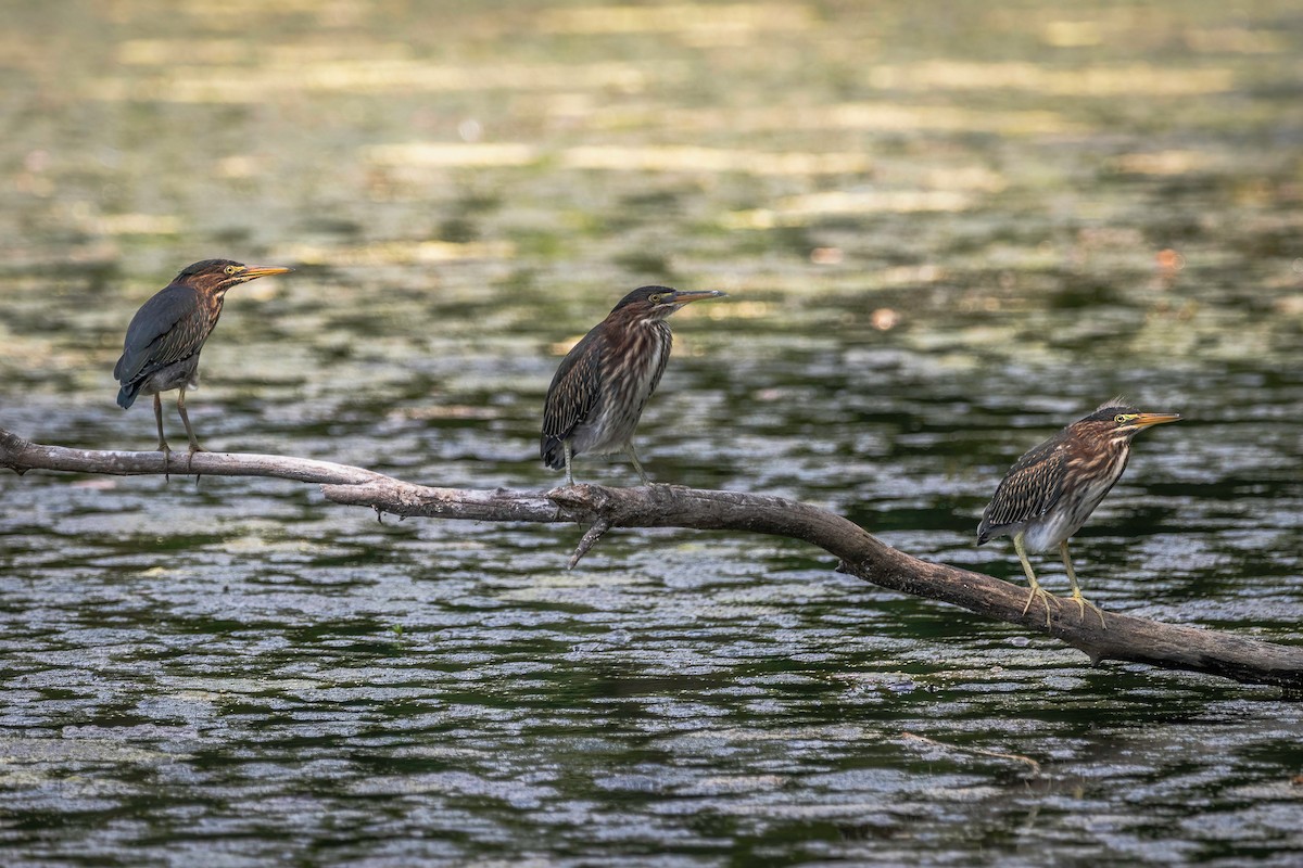 Green Heron - ML471834411