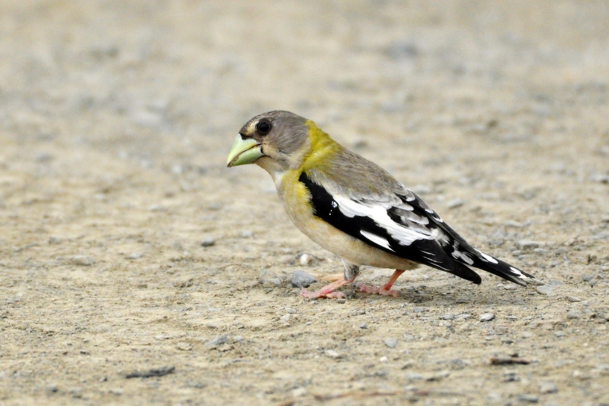 Evening Grosbeak - ML471834481