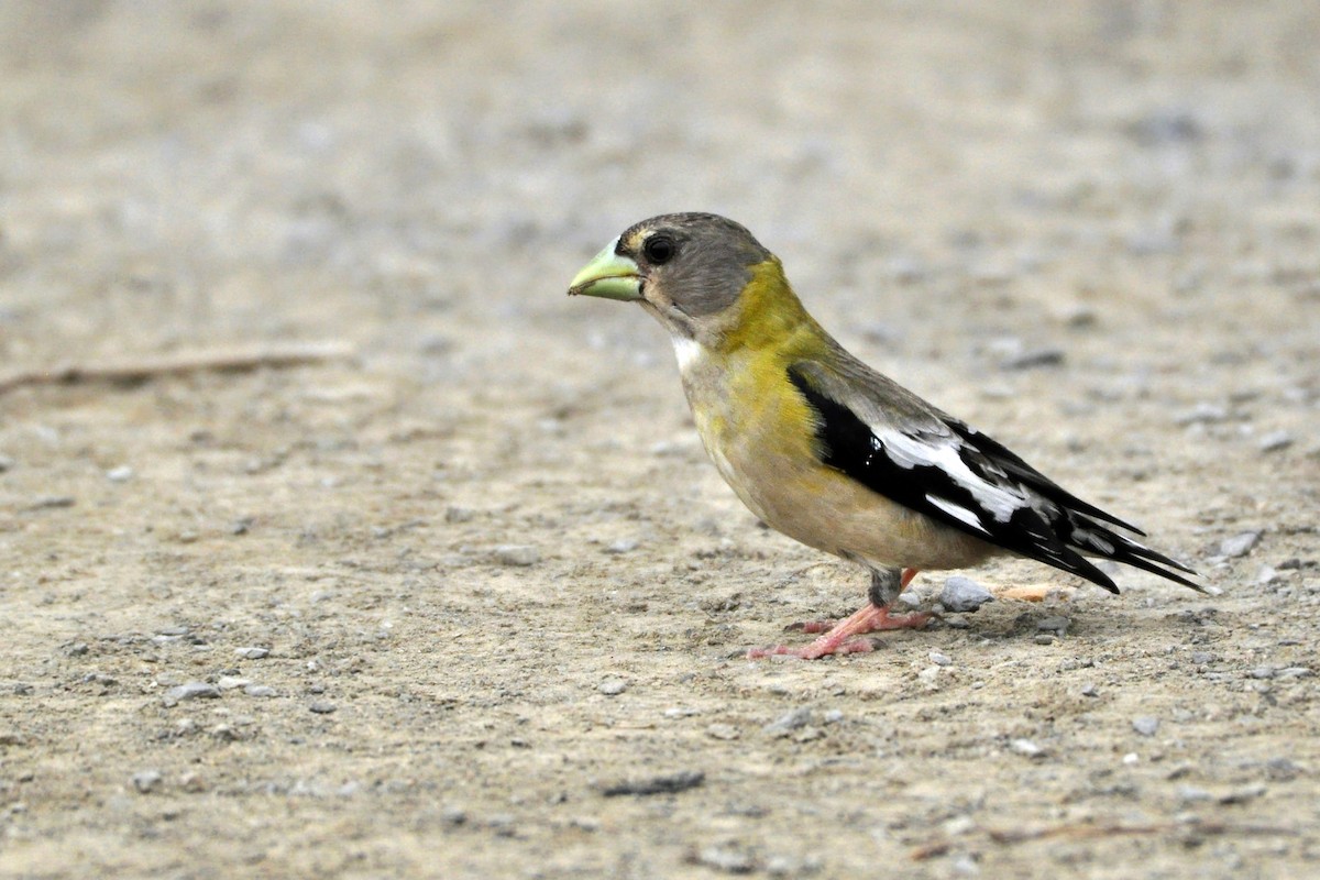 Evening Grosbeak - ML471834521