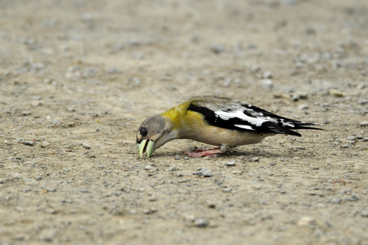 Evening Grosbeak - ML471834581