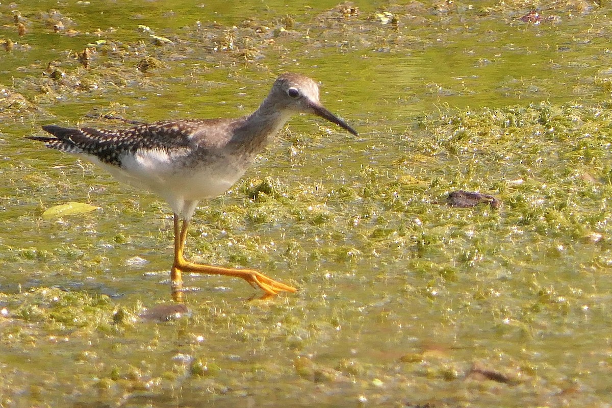 Solitary Sandpiper - ML471835501