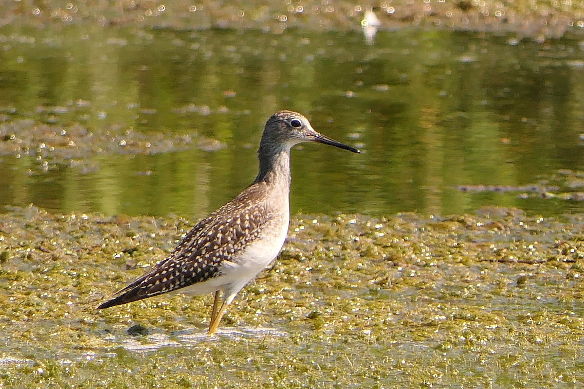 Solitary Sandpiper - ML471835661