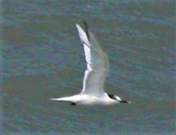 Sandwich Tern - Jeffrey McCrary