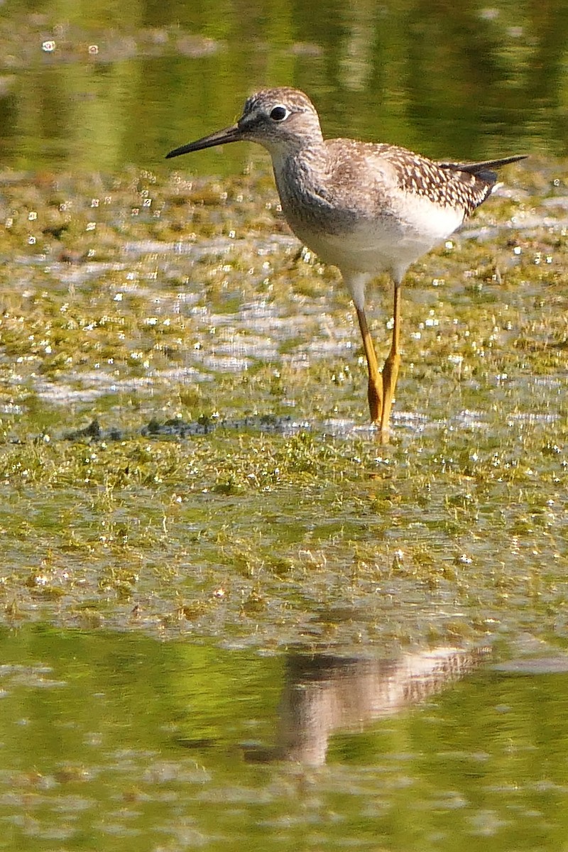 Solitary Sandpiper - ML471836011