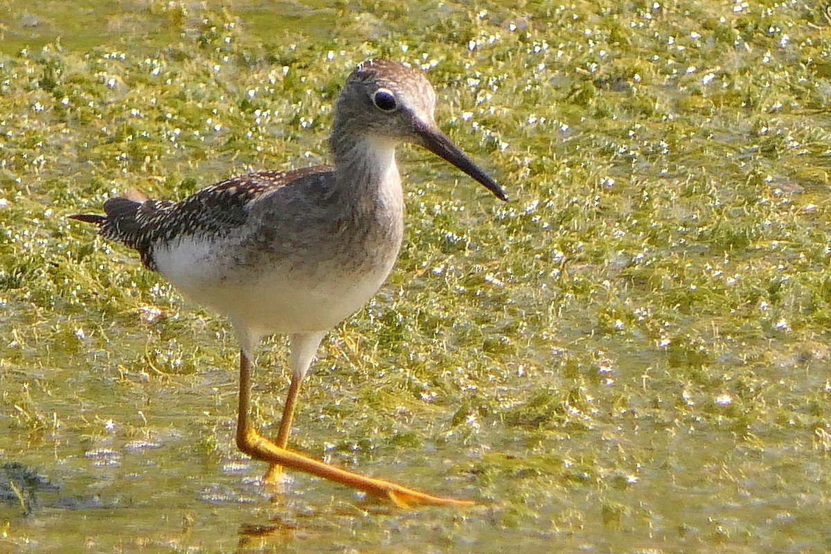 Solitary Sandpiper - ML471836301