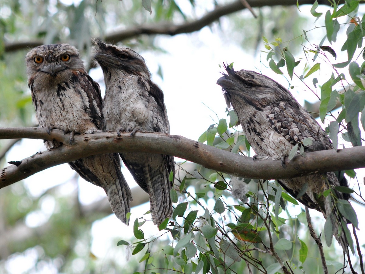 Tawny Frogmouth - ML471836341