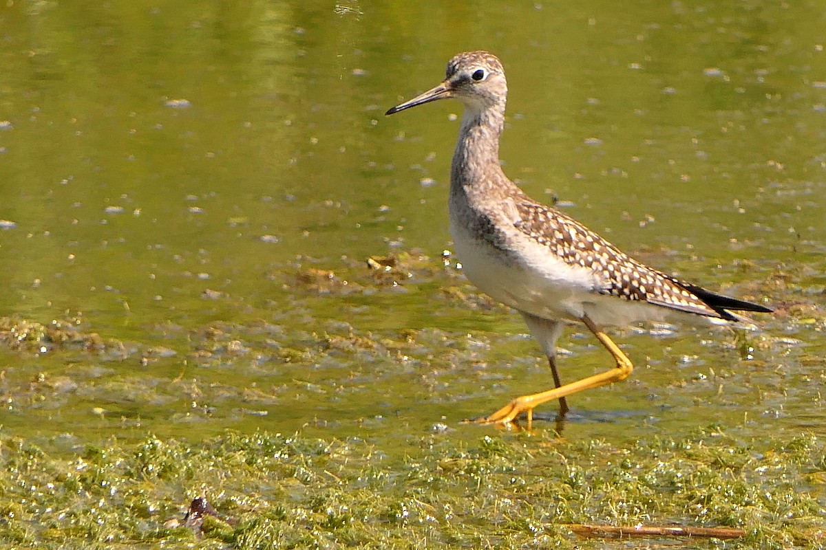 Solitary Sandpiper - ML471836751