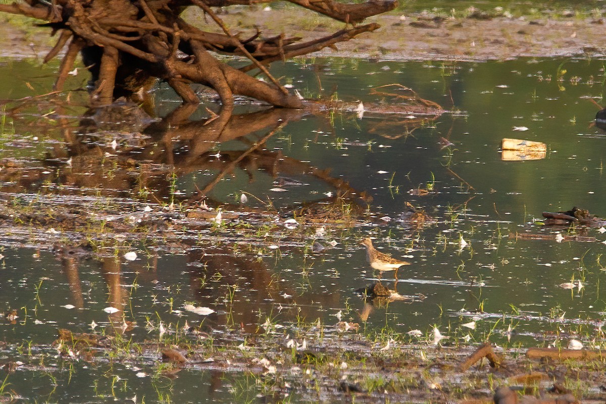 Pectoral Sandpiper - ML471836951