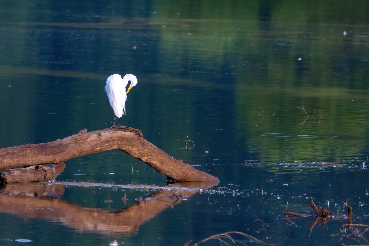 Great Egret - ML471837571