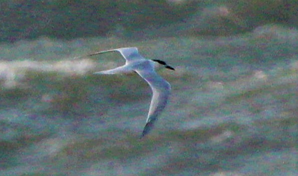 Sandwich Tern - Jeffrey McCrary