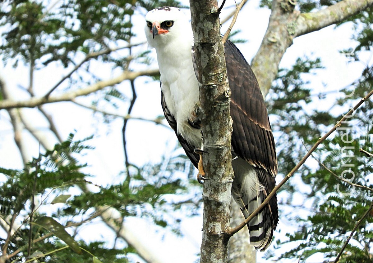 Águila Blanquinegra - ML47183931