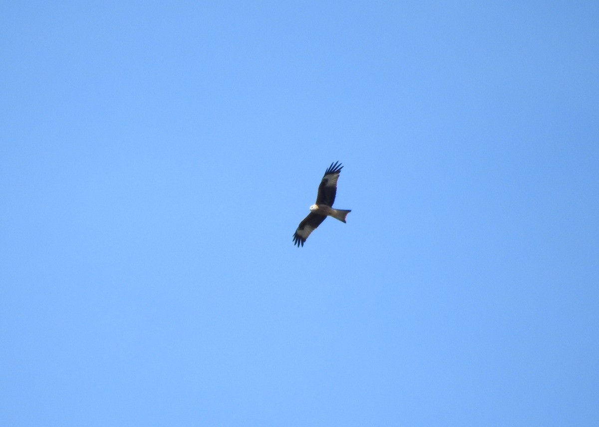 Red Kite - ML471841051