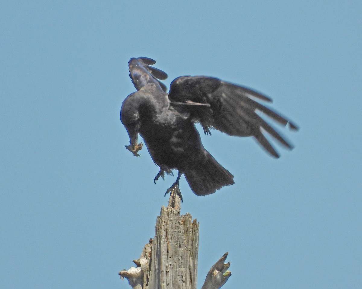 American Crow - ML471841091