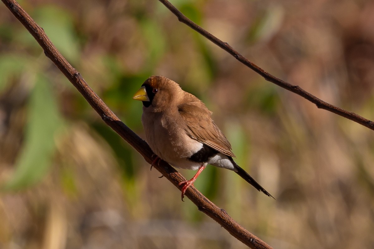 Masked Finch - ML471842181