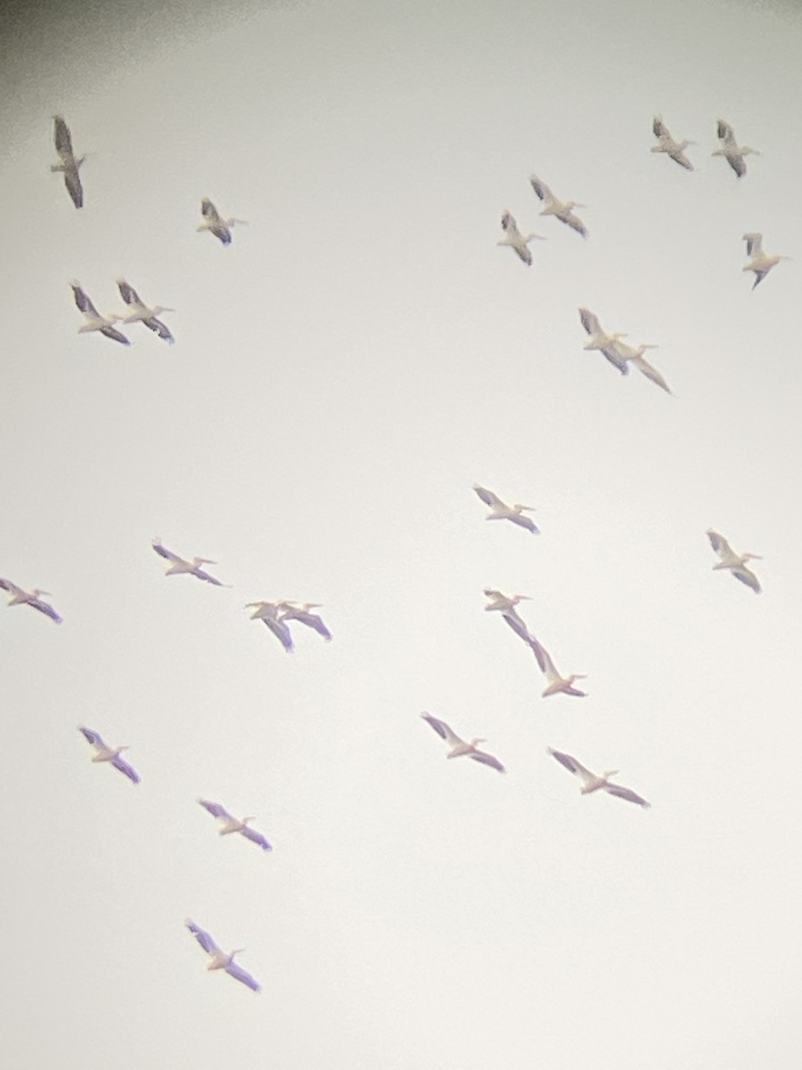 American White Pelican - ML471842461