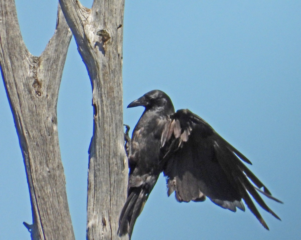 American Crow - Aubrey Merrill