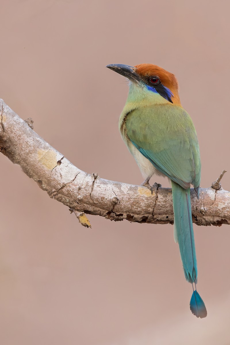 Russet-crowned Motmot - ML471843791