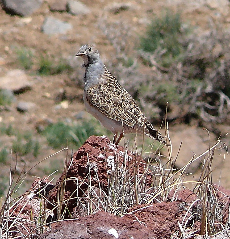 Gray-breasted Seedsnipe - ML47184381