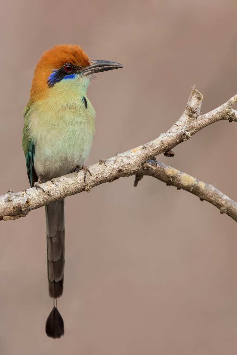 Russet-crowned Motmot - ML471843831