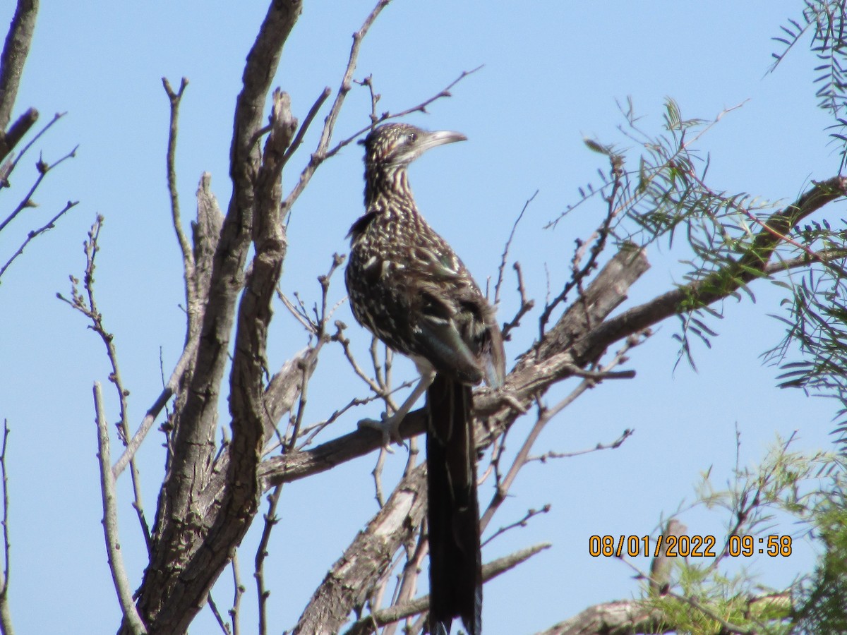 Greater Roadrunner - ML471844241