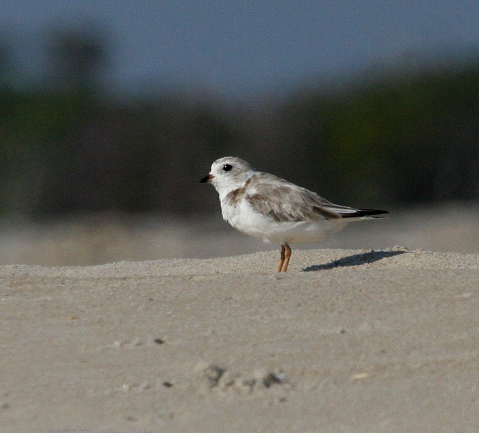 Piping Plover - ML471844341