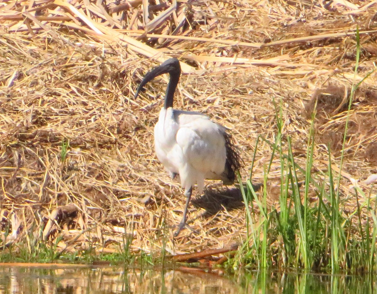 African Sacred Ibis - ML471844981