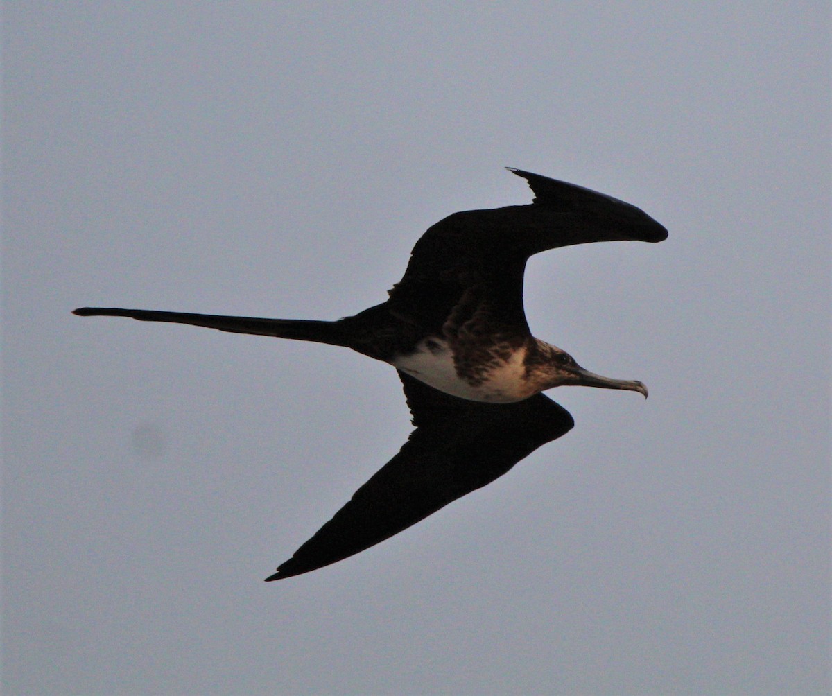 Magnificent Frigatebird - Jeffrey McCrary