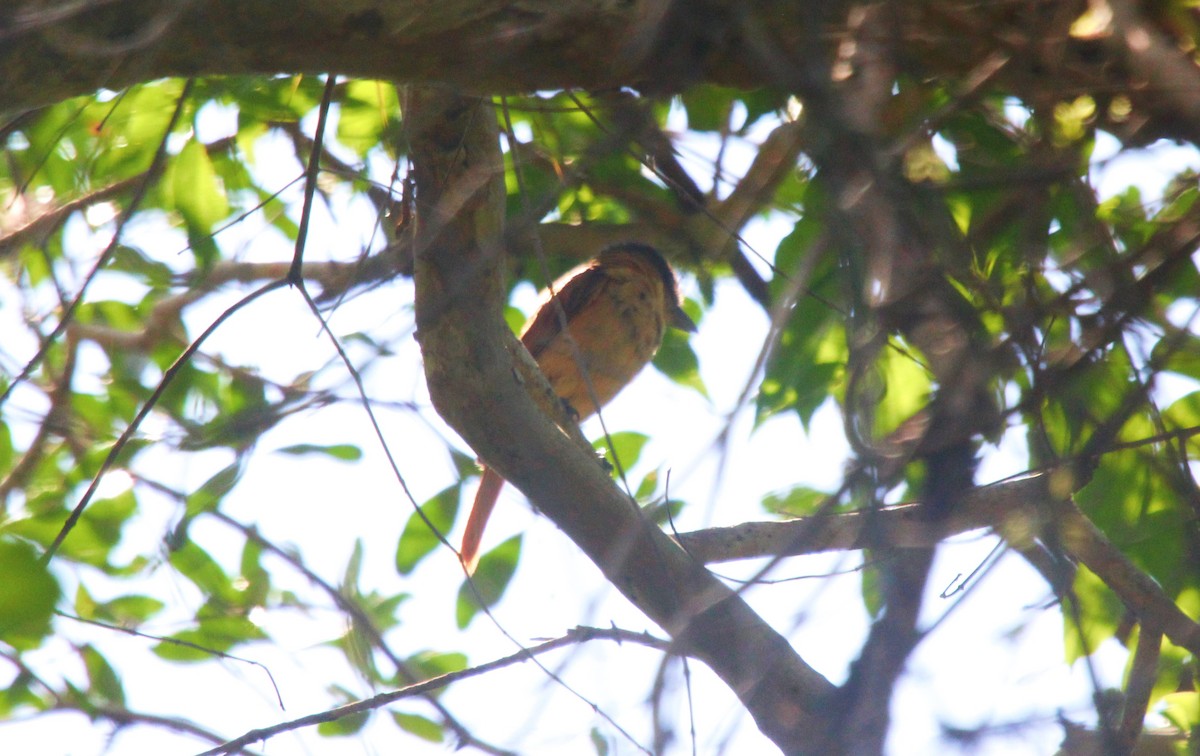 Rose-throated Becard - ML471845421