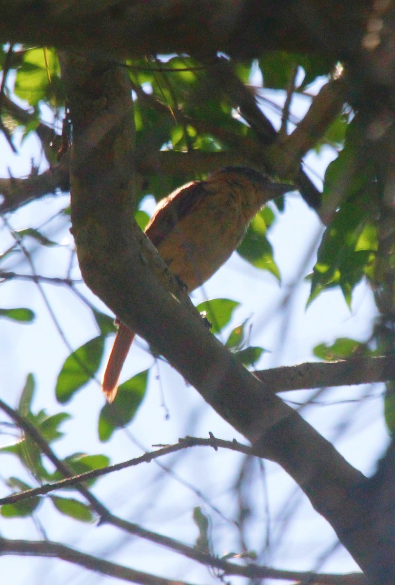 Rose-throated Becard - ML471845601