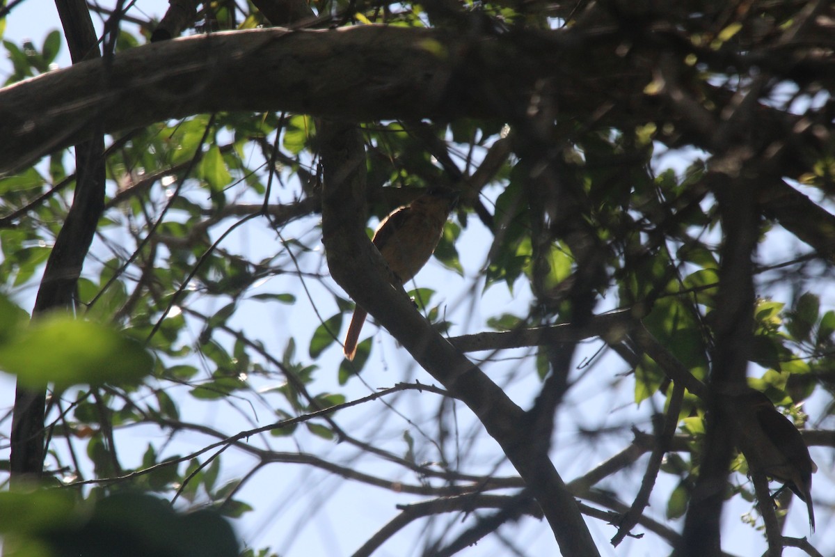 Rose-throated Becard - ML471845641